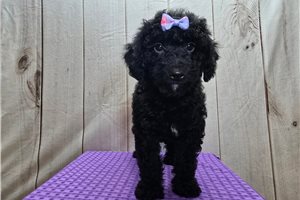 Paris - Goldendoodle, Mini for sale