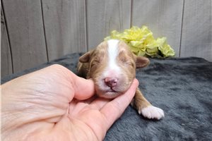Sparia - Goldendoodle, Mini for sale