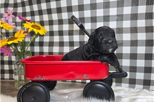 Ford - Goldendoodle, Mini for sale