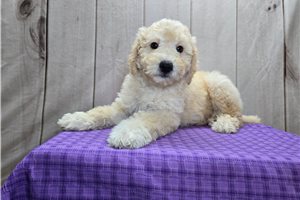 Paul - Goldendoodle, Mini for sale
