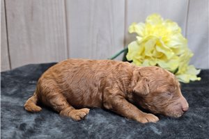 Saylor - puppy for sale