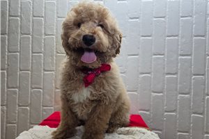 Atom - Goldendoodle, Mini for sale