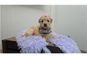 Darla - Goldendoodle, Mini for sale