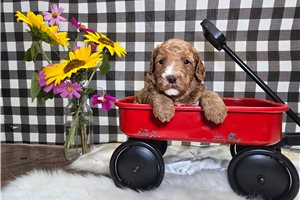 Dallas - Mini Goldendoodle for sale
