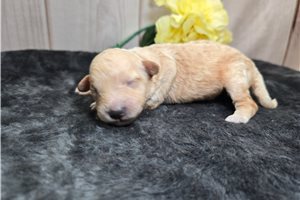Darla - puppy for sale
