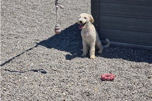 Paul - Goldendoodle, Mini for sale