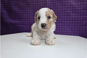 Sparkle - Goldendoodle, Mini for sale