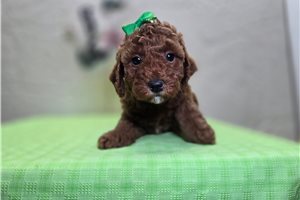 Coffee - Goldendoodle, Mini for sale