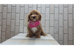 Priscilla - Mini Goldendoodle for sale