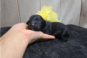 Ferguson - puppy for sale