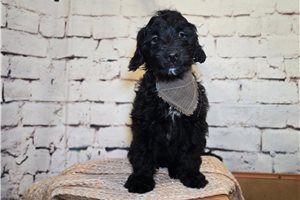 Ford - Mini Goldendoodle for sale