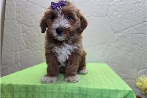 Sparia - Goldendoodle, Mini for sale