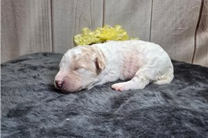 Sparkle - Goldendoodle, Mini for sale