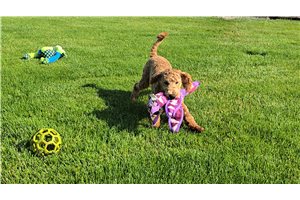 Atom - Goldendoodle, Mini for sale