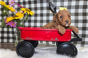 Coffee - Goldendoodle, Mini for sale