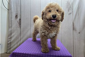 Atom - Goldendoodle, Mini for sale