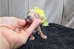 Sweetie - puppy for sale