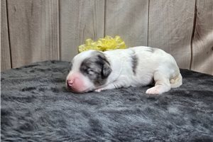 Sorrel - Goldendoodle, Mini for sale