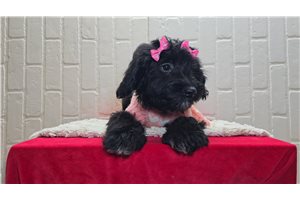 Poppy - Goldendoodle, Mini for sale