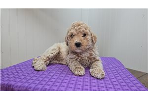 August - Goldendoodle, Mini for sale