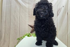 Ferguson - Mini Goldendoodle for sale