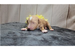 South - Goldendoodle, Mini, placed in Fort Wayne