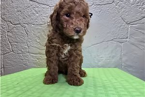 Saylor - Goldendoodle, Mini for sale