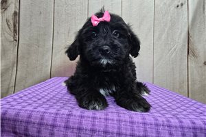 Poppy - Goldendoodle, Mini for sale