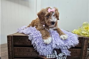 Sparia - Goldendoodle, Mini for sale