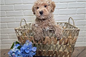 Atom - Goldendoodle, Mini for sale