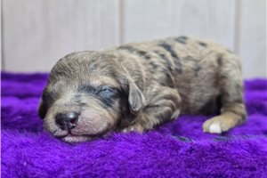 Dawn - Poodle, Miniature for sale
