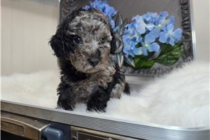 Denver - Poodle, Miniature for sale