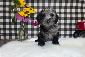 Denver - Poodle, Miniature for sale