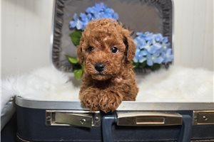 Dasher - Poodle, Miniature for sale