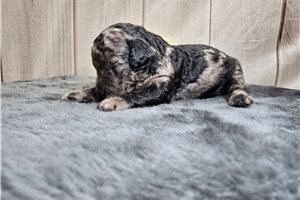 Denver - Miniature Poodle for sale