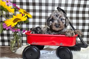 Doc - puppy for sale