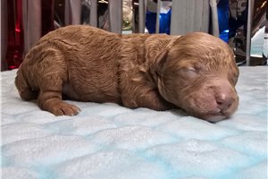 Debbie - puppy for sale