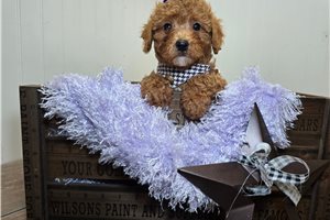 Debbie - Poodle, Miniature for sale