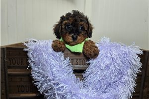 Daisy - Poodle, Miniature for sale
