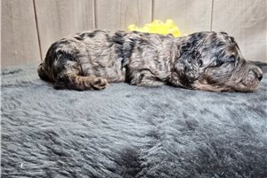 Doc - Poodle, Miniature for sale