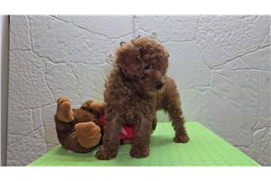 Dasher - Poodle, Miniature for sale