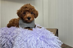 Dasher - Poodle, Miniature for sale
