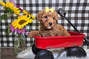 Debbie - puppy for sale