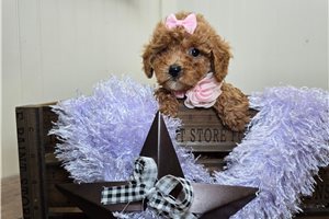 Dixie - Poodle, Miniature for sale