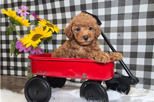 Dasher - puppy for sale