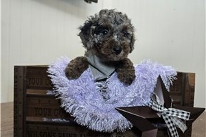 Doc - Poodle, Miniature for sale