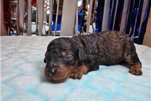 Daisy - puppy for sale