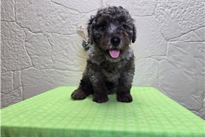 Doc - Poodle, Miniature for sale