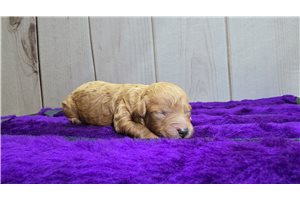 Dixie - Poodle, Miniature for sale