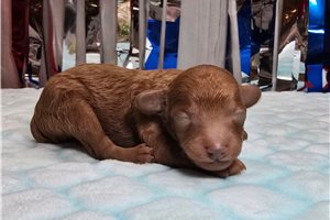 Dasher - puppy for sale